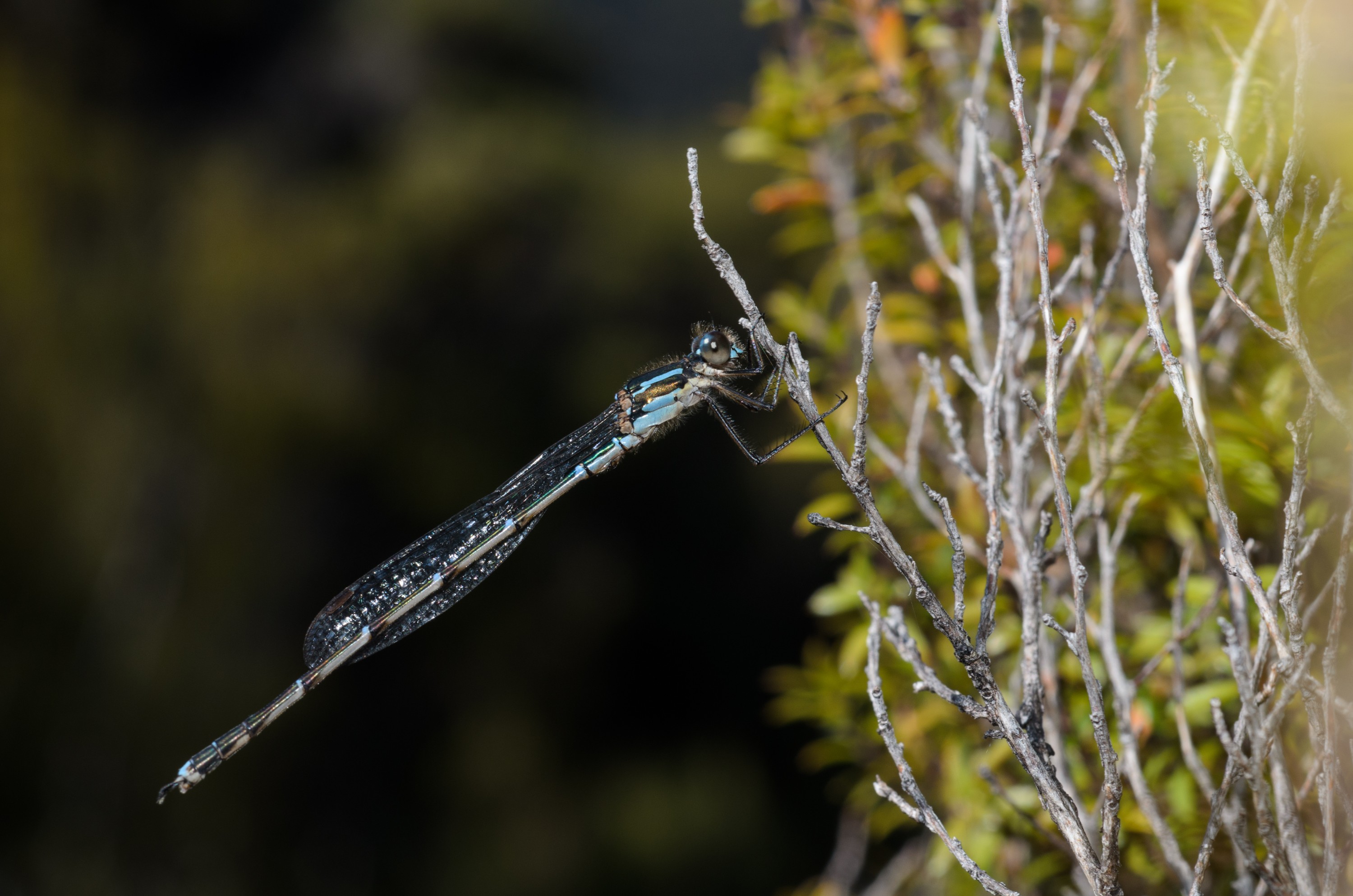 DSC_2200 – Adventure, Crispin, Freshwater, Freshwater Hut, Hut, Island, March 2017, Mason, Mason Bay, National Park, New, New Zealand, Rakiura, South, Stewart, Zealand